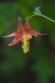 Red columbine  Aquilegia formosa,Crimson columbine,Geotagged,Spring,United States