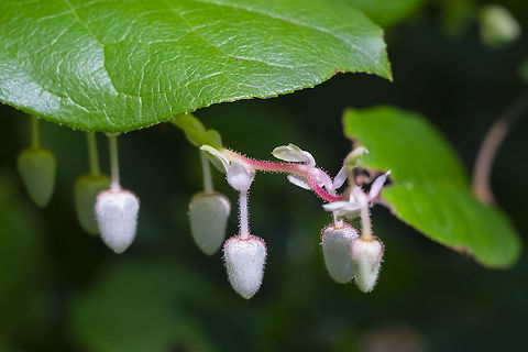 salal flowers  Gaultheria shallon,Geotagged,Spring,United States