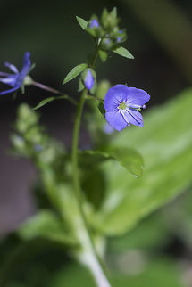 Germander speedwell introduced Bird's-eye speedwell,Geotagged,Spring,United States,Veronica chamaedrys
