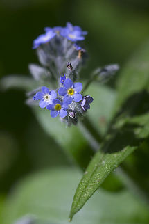 Woodland forget-me-not  Geotagged,Myosotis sylvatica,Spring,United States,Woodland Forget-me-not