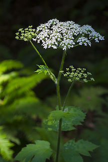 common cow parsnip  Cow Parsnip,Geotagged,Heracleum maximum,Spring,United States