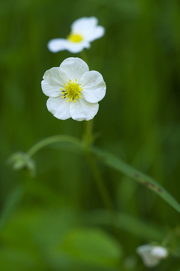 woodland strawberry  Fragaria vesca,Geotagged,Spring,United States,Woodland strawberry
