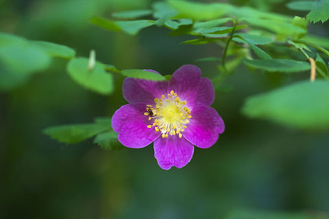 dwarf rose distinct from other wild rose species in the area by the fine prickles on its branches Rosa gymnocarpa