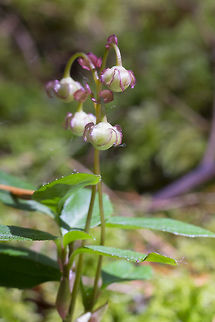 little prince's pine  Chimaphila menziesii,Geotagged,Spring,United States