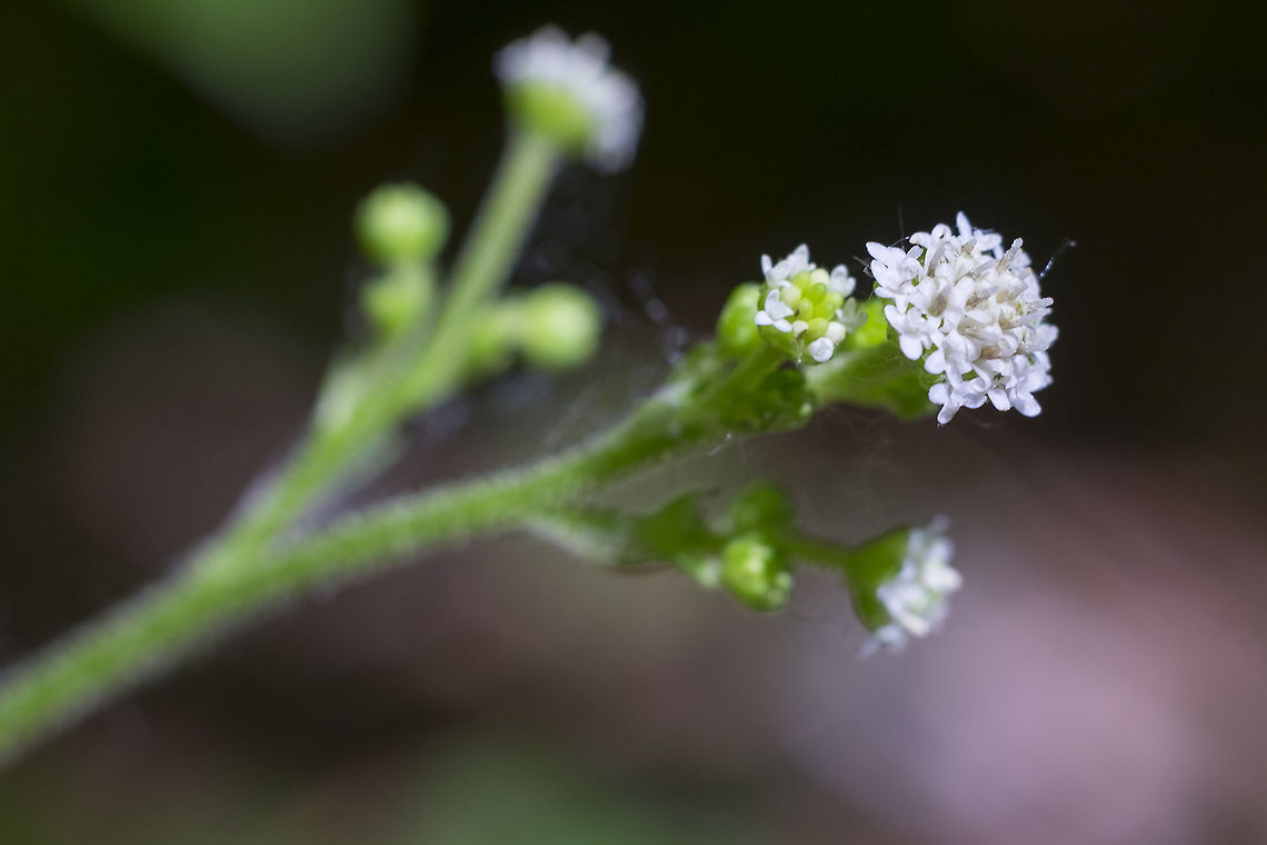 White compound flower hmmm - having a difficult time with this one... Geotagged,Spring,United States