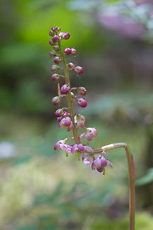 pink pyrola  Bog Wintergreen,Geotagged,Pyrola asarifolia,Spring,United States