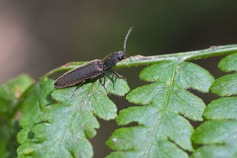 click beetle perhaps Hemicrepidius sp.
suspect Melanotus longulus (need to look up original to see if I can confirm that the tarsi claws are toothed) Geotagged,Spring,United States