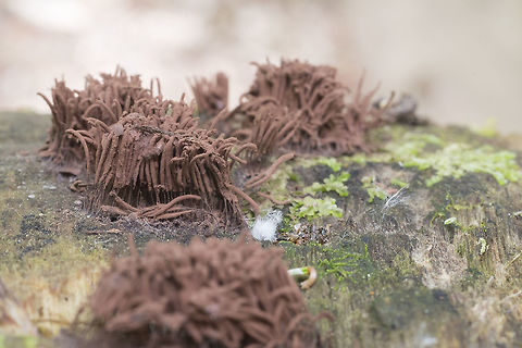 Chocolate tubes slime mold  Geotagged,Spring,United States