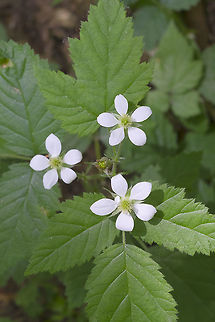 California blackberry  Geotagged,Rubus ursinus,Spring,United States