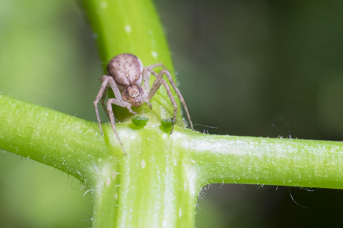 tan crab spider probably Xysticus sp Geotagged,Spring,United States