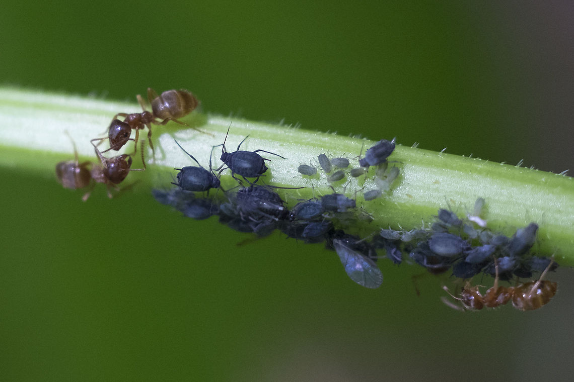 aphid tending ants I've done a little research on these guys, but my visual vocabulary for ants isn't very good... I'm hoping maybe Stuart Nathaniel might be around for a little guidance.  Black garden ant,Geotagged,Lasius niger,Spring,United States