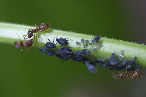 aphid tending ants I've done a little research on these guys, but my visual vocabulary for ants isn't very good... I'm hoping maybe Stuart Nathaniel might be around for a little guidance.  Black garden ant,Geotagged,Lasius niger,Spring,United States