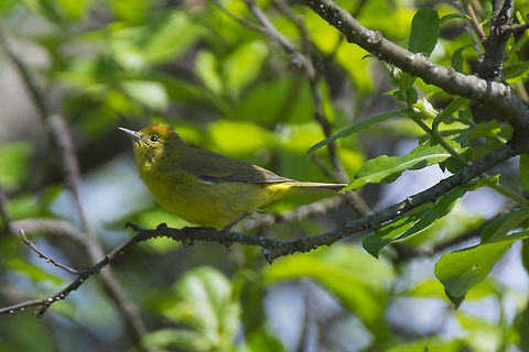 Orange-crowned warbler, Washington, USA  Geotagged,Orange-crowned warbler,Oreothlypis celata,Spring,United States