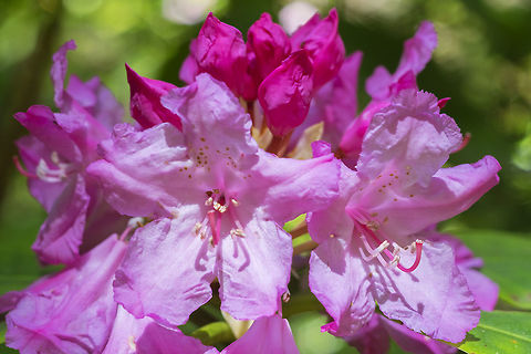 Pacific rhododendron the showier of the two native rhodendrons that we have in the state - also the Washington state flower Geotagged,Pacific rhododendron,Rhododendron macrophyllum,Spring,United States