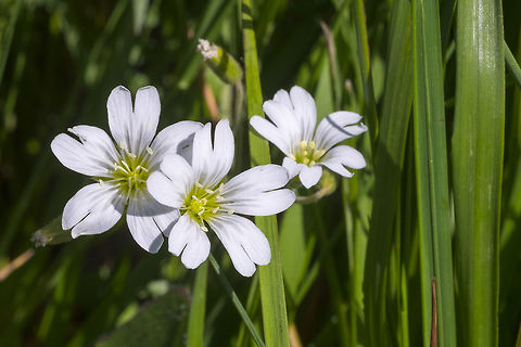 Field chickweed  Cerastium arvense,Field mouse-ear,Geotagged,Spring,United States