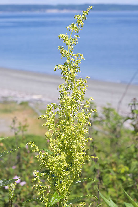 Coastal wormwood  Artemisia suksdorfii,Geotagged,Spring,United States