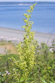 Coastal wormwood  Artemisia suksdorfii,Geotagged,Spring,United States