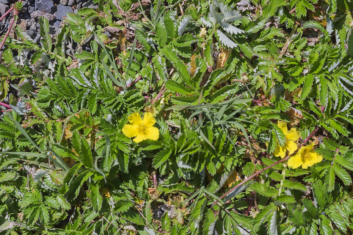 Silverweed cinquefoil  Argentina anserina,Geotagged,Spring,United States