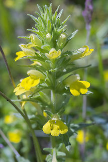 Yellow glandweed introduced Geotagged,Parentucellia viscosa,Spring,United States