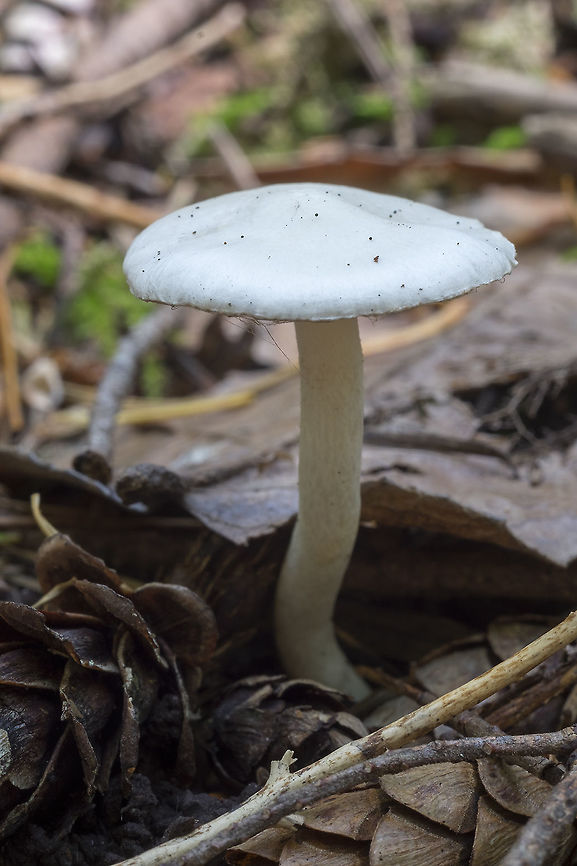 white Cortinarius perhaps C. crystallinus - I&#039;m not seeing too many all white cortinarius, so this seems like a good possibility Geotagged,Spring,United States