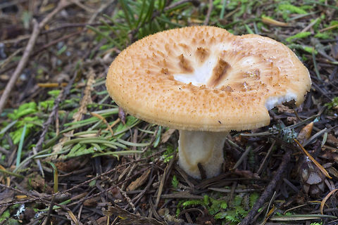 scaly capped mushroom  Geotagged,Spring,United States