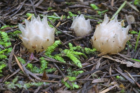 Gnome plant I don't often go back to the same spot, but this park is just way too much fun - it's small slice of lowland/coastal forest that has remained relatively untouched due to it's being owned by the federal government and used as a coastal gun emplacement for many years. Now it's a state park with a forest that is prime habitat for saprophytic plants - plants that do not use chlorophyll or sunlight for food, but use decaying organic matter instead. Orchids, Indian pipes, ground cones and gnome plants - all saprophytes and all can be found here.  Gnome plant,Hemitomes congestum