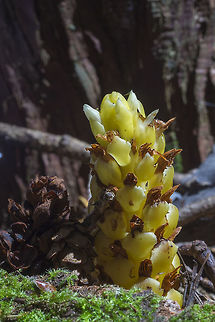 Hooker's groundcone - next to a real cone (probably from a hemlock) These strike me as being particularly rare - in all my wanderings I've only found them in one place - really in one very small area of one place... the location of these is generally hidden on the local plant website, though their status is listed as "under review". This is an easily accessed and quite public place though, and the park even notes their presence in their interpretive materials, so I don't feel like I should keep this a secret, at least not here. 
All of the specimens that I've seen here are yellow - though these can be purple as well. Boschniakia hookeri,Geotagged,Spring,United States