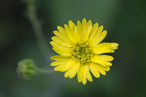 Grassy tarweed  Geotagged,Madia gracilis,Spring,United States