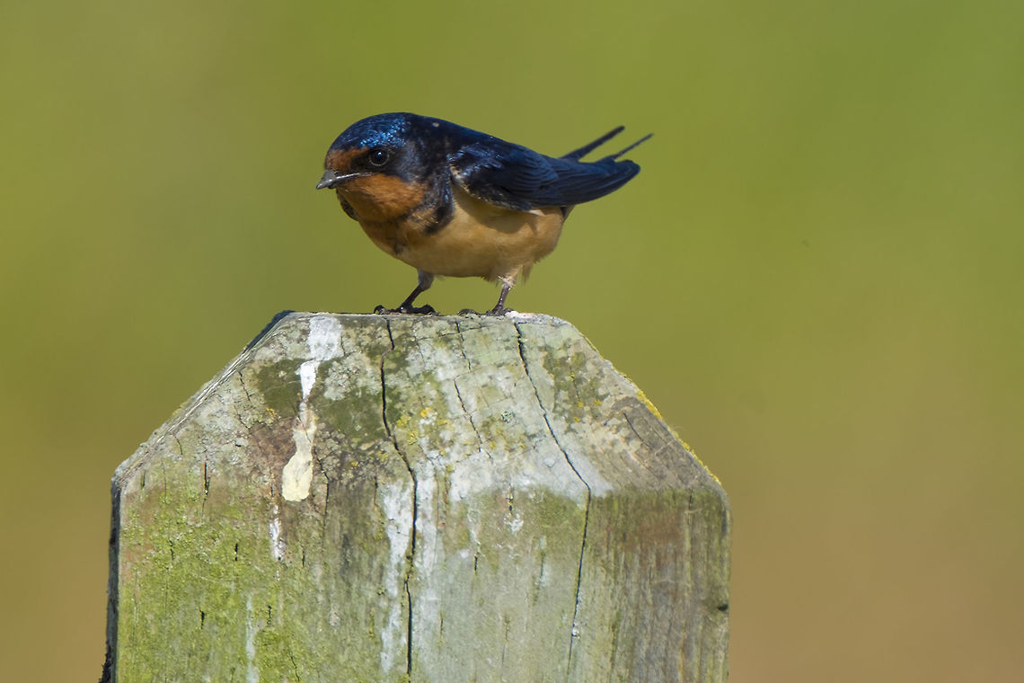 Barn Swallow  Barn Swallow,Geotagged,Hirundo rustica,Spring,United States