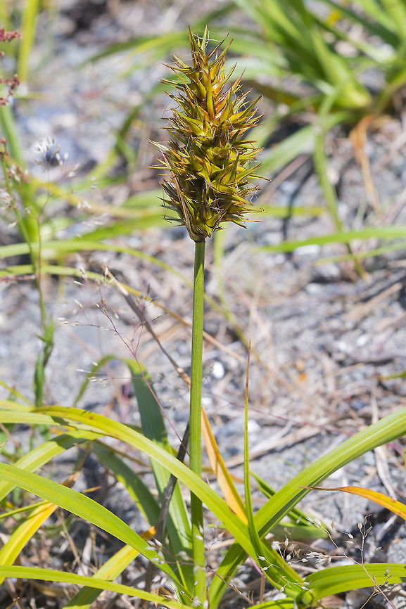 bighead sedge  Carex macrocephala,Geotagged,Spring,United States,bighead sedge