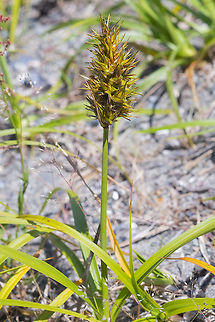 bighead sedge  Carex macrocephala,Geotagged,Spring,United States,bighead sedge