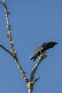Common raven  Common Raven,Corvus corax,Geotagged,Spring,United States