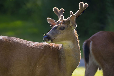 Black tailed deer  Black-tailed deer,Geotagged,Odocoileus hemionus columbianus,Spring,United States