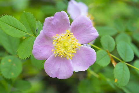 Nootka rose  Geotagged,Rosa nutkana,Spring,United States