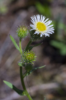 Bitter fleabane  Bitter Fleabane,Erigeron acer,Geotagged,Summer,United States
