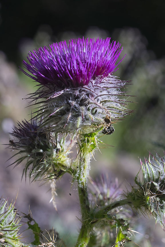 Edible thistle  Cirsium edule,Geotagged,Summer,United States