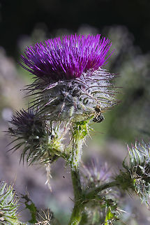 Edible thistle  Cirsium edule,Geotagged,Summer,United States
