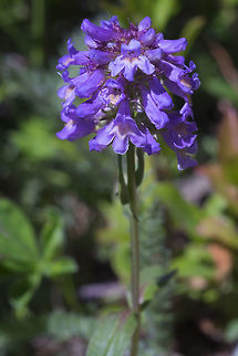 Little flower penstemon - blue  Geotagged,Penstemon procerus,Summer,United States