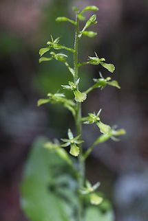 Northwestern twayblade  Geotagged,Neottia banksiana,Northwestern twayblade,Summer,United States