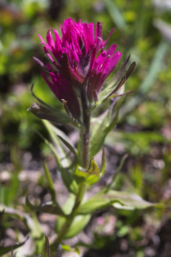 Mountain Indian paintbrush often recognizable by it&#039;s lovely magenta color - though it can come in other shades Castilleja parviflora,Geotagged,Mountain Indian paintbrush,Summer,United States