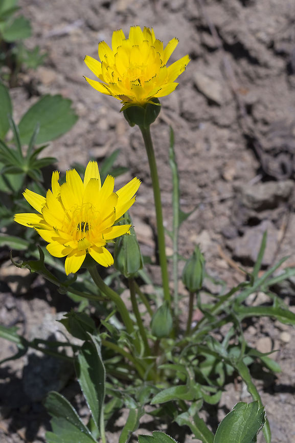 Alpine lake false dandelion  Agoseris monticola,Geotagged,Nothocalais alpestris,Summer,United States