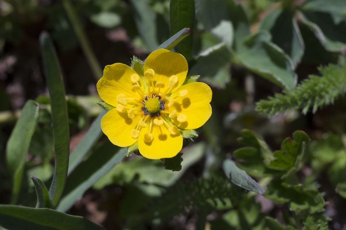 high mountain cinquefoil  Geotagged,Potentilla flabellifolia,Summer,United States