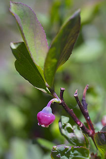 Dwarf bilberry a rather tiny, low fruiting shrub Geotagged,Summer,United States,Vaccinium cespitosum