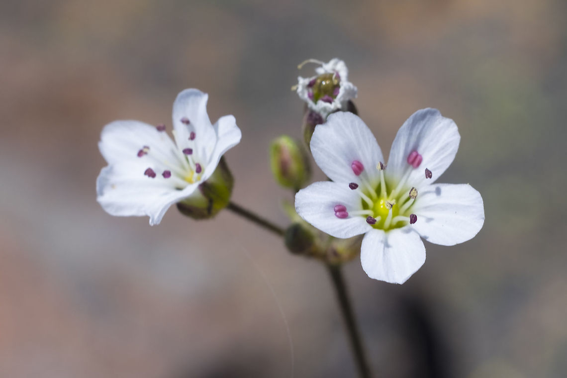 Micranthes sp.fescue sandwort  Eremogone capillaris,Fescue sandwort,Geotagged,Summer,United States
