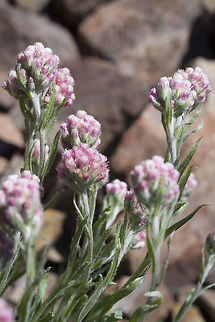 Rosy pussytoes I just like saying that..  Antennaria rosea,Geotagged,Rosy pussytoes,Summer,United States