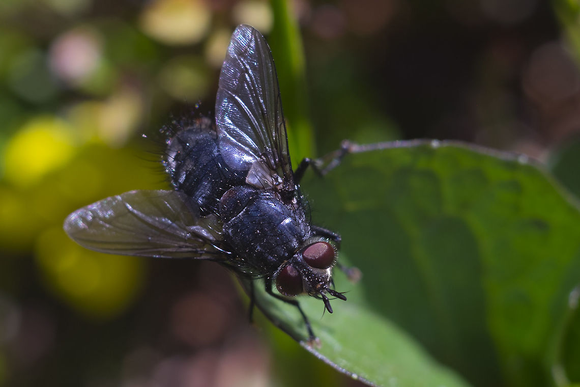 Tachnid fly I believe this is probably a tachnid fly - but not even BugGuide has many classified to species level Geotagged,Summer,United States