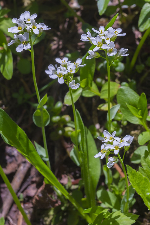 Alpine pennycress  Geotagged,Noccaea montana,Summer,United States
