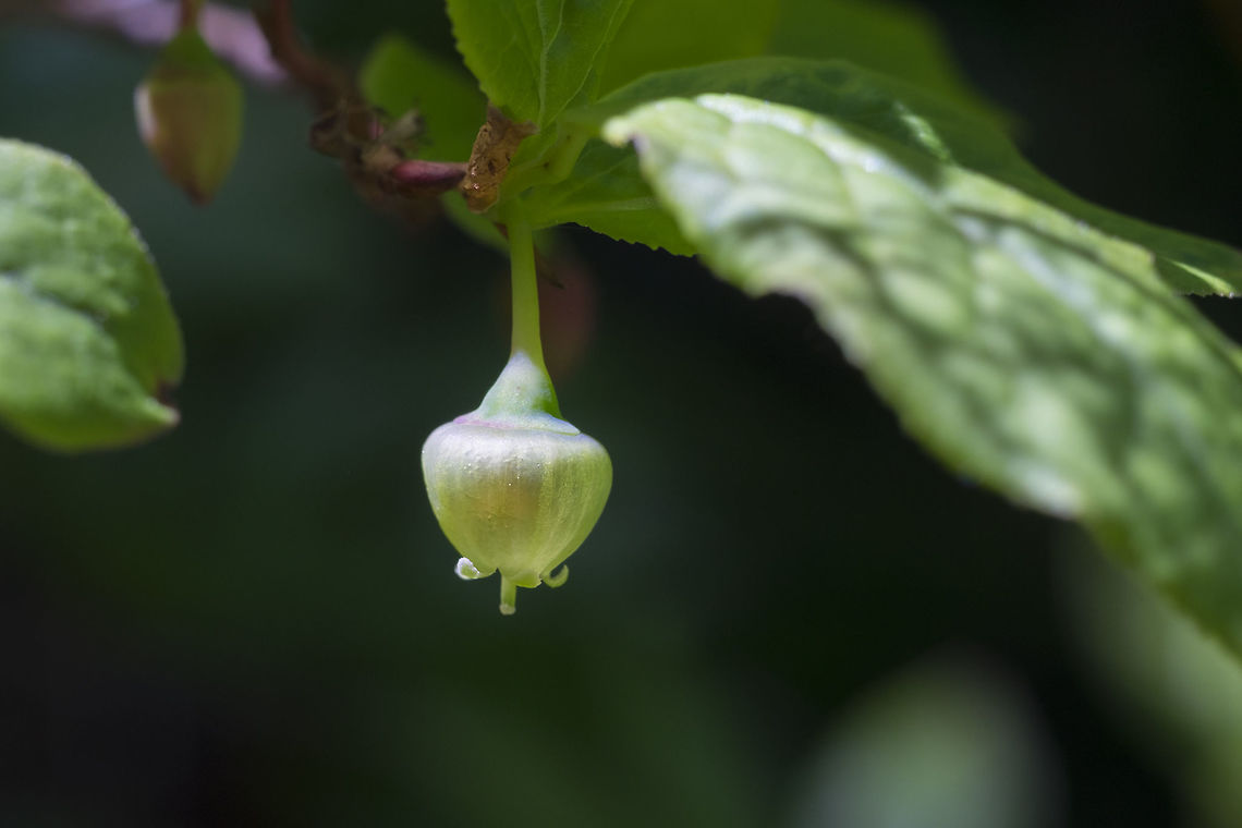 Huckleberry flower  Geotagged,Summer,United States,Vaccinium membranaceum