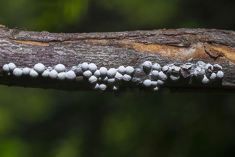 White globe slime mold possible Didymium sp. growing extensively on huckleberry twigs Geotagged,Summer,United States