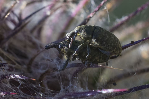 Small greenish weevils I think these are likely to be an insect that was introduced to control Canadian thistle, but has now spread to native thistles...  Geotagged,Larinus planus,Summer,United States